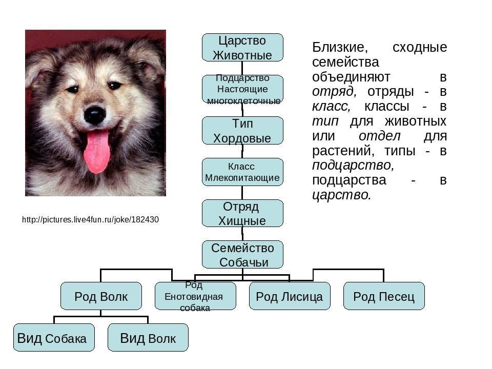 Какие группы делятся собаки по системе fci: как происходит классификация