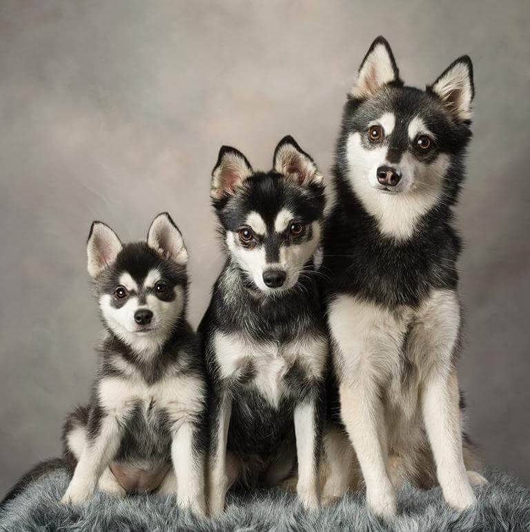 Аляскинский кли кай: описание, характеристика и фото | все о собаках