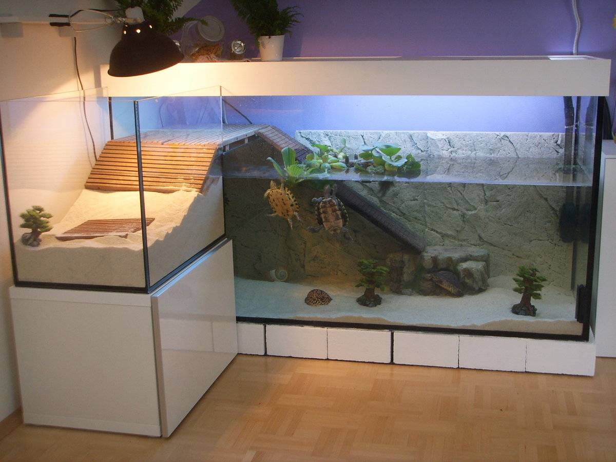 Выбираем и обустраиваем аквариум для водной черепахи