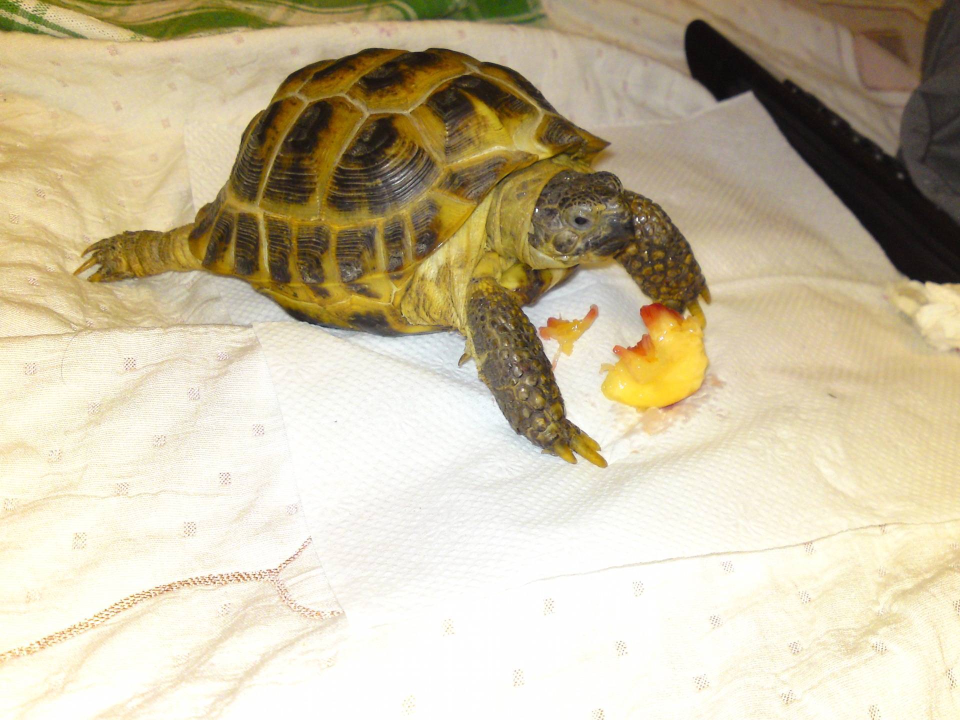Чем кормить сухопутных черепах список