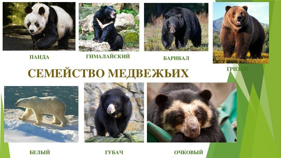 Медведь. виды медведей. кто такие, как выглядят, где обитают, что едят.