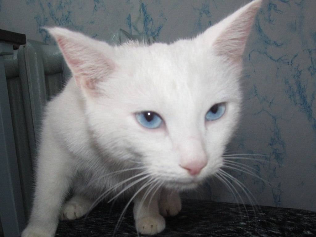 Читать про почему белые коты глухие? на сайте vetatlas.ru
