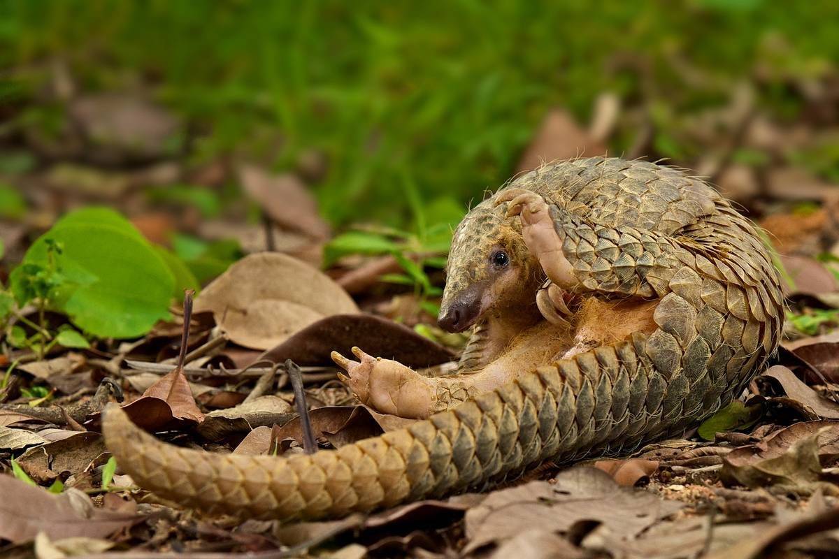 Как распознать рептилоида и кого уже вычислили (8 фото)