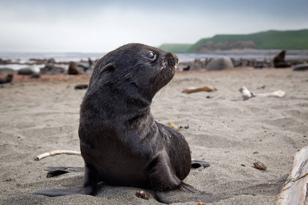 Животные арктики для 4 класса окружающий мир сообщение про тюленя