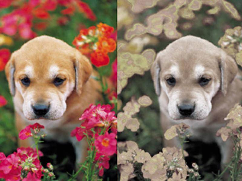 В каком цвете видят мир собаки или они дальтоники?