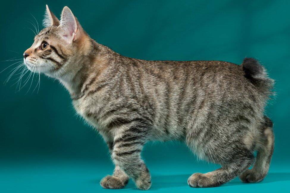 8 пород кошек без хвоста: описание и характеристики, фото