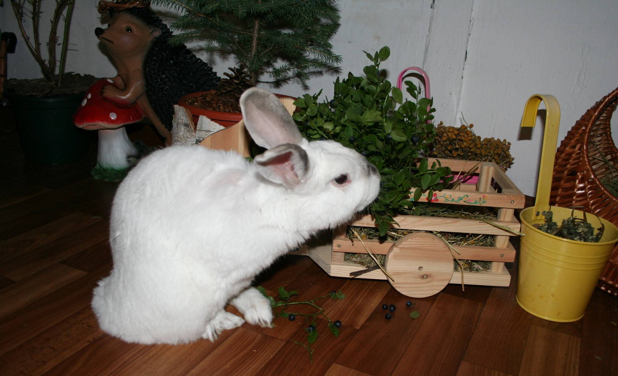 ᐉ разведение декоративных кроликов: особенности содержания и ухода - zooon.ru