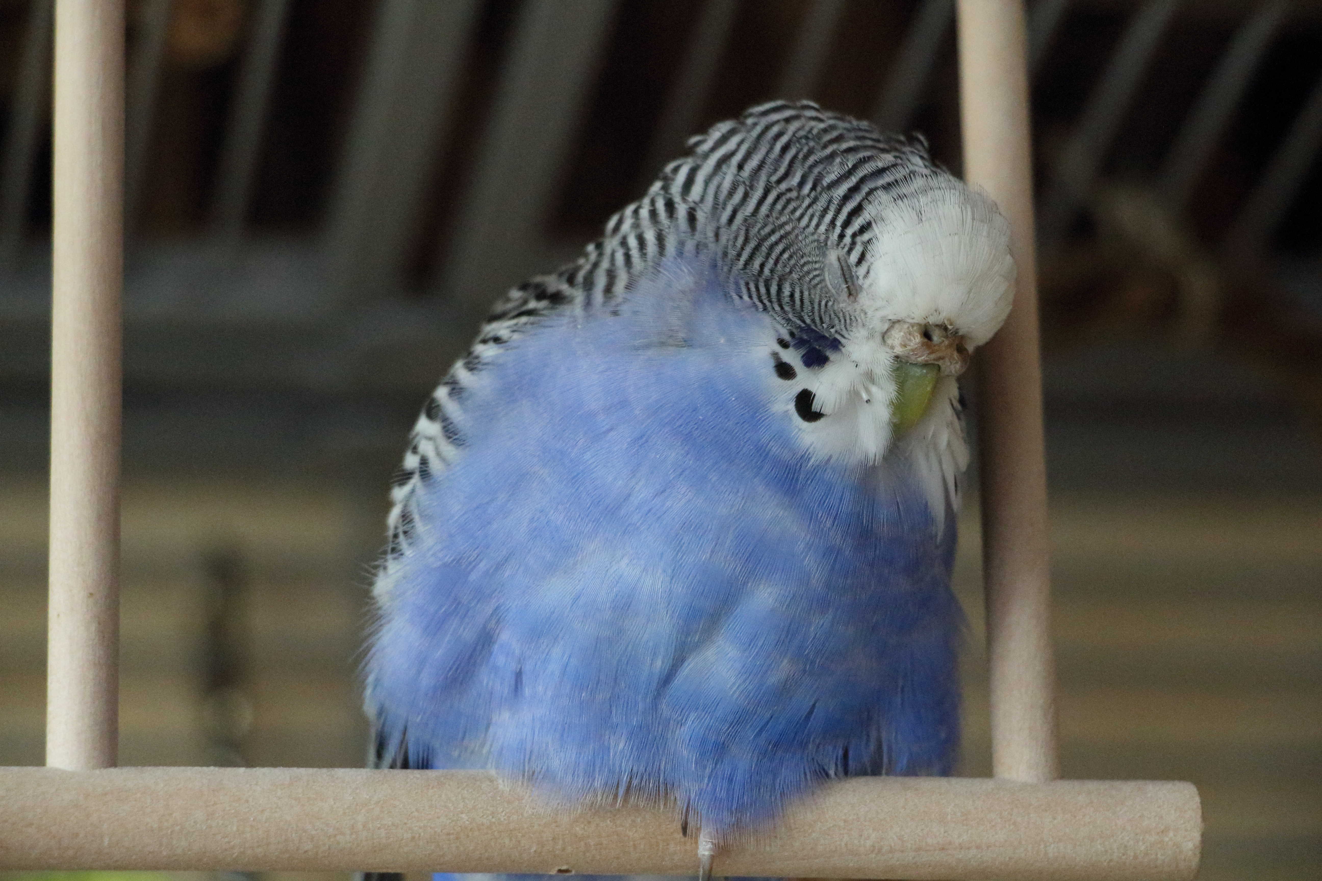 Как спят волнистые попугаи в клетке: их фото и сколько должны спать, режим сна птицы, как понять, что хочет спать, удобно ли дремать, сидя на жёрдочке