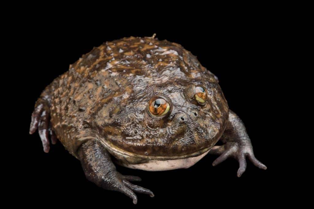 Обыкновенная жаба