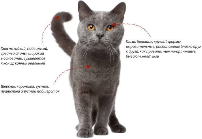 Кошка породы шартрез, или картезианская: описание с фото, рекомендации по уходу за животным