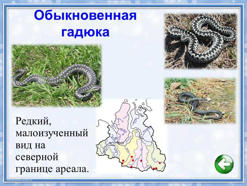 Змеи ростова и ростовской области: ядовитые и неядовитые