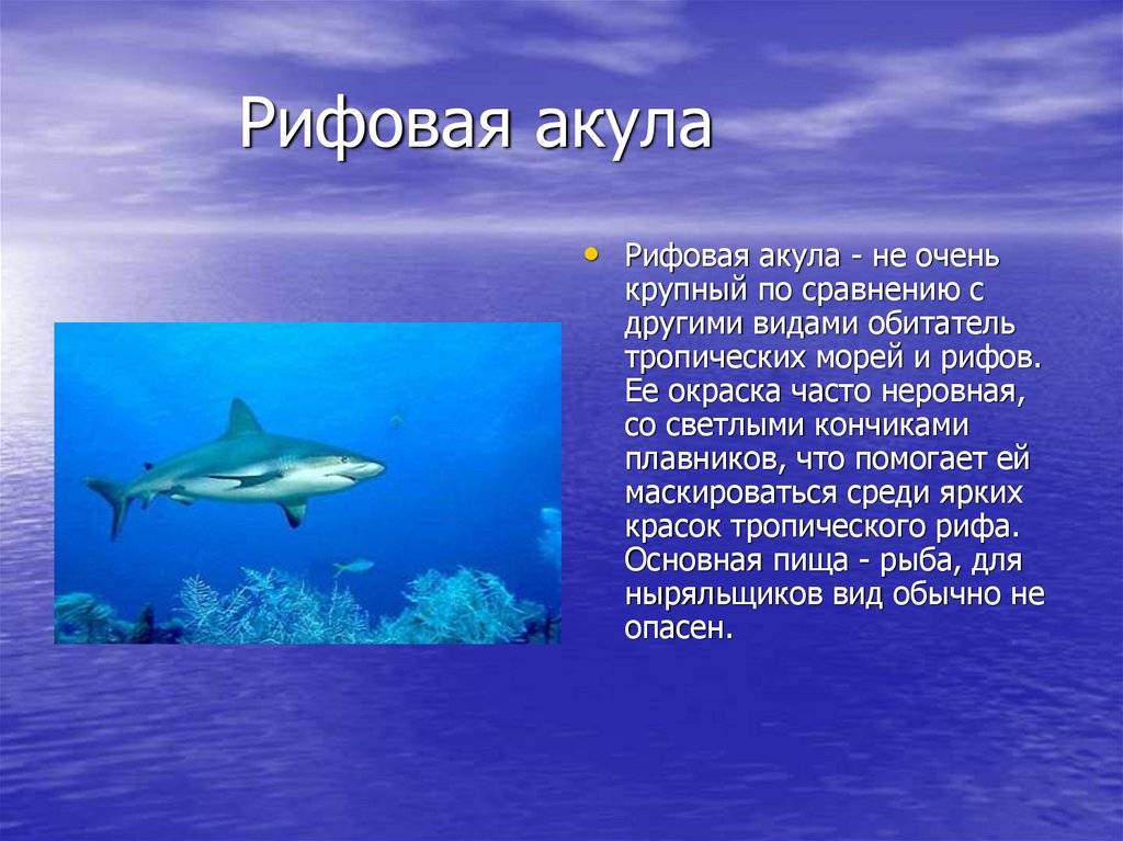 Виды акул. описание, названия и особенности акул | животный мир