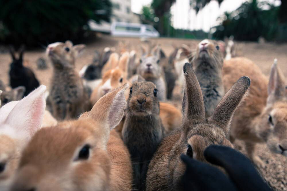 ​50 интересных фактов о кроликах