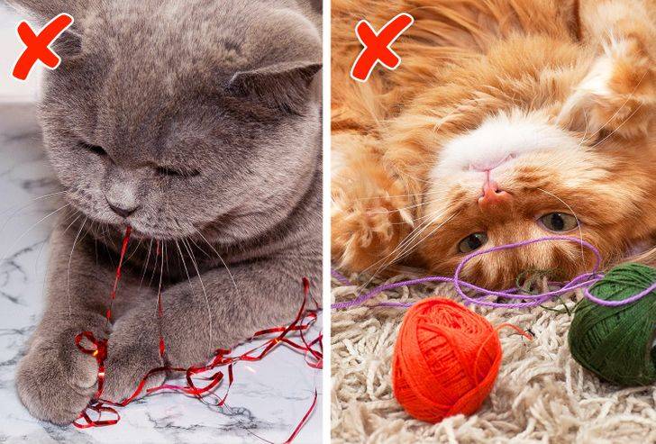 5 кошачьих привычек, которые хозяева понимают неправильно
