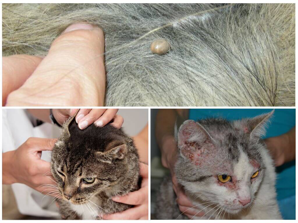 Власоеды у кошек: признаки заражения, терапия ии профилактика