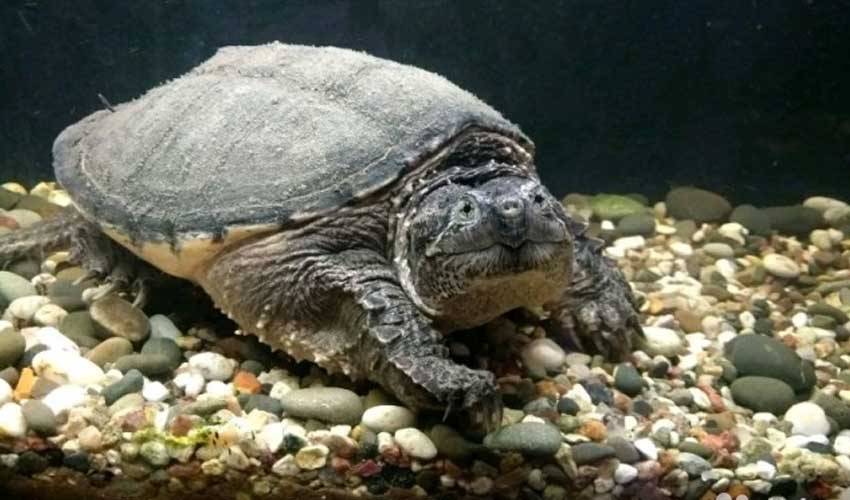 Каймановая черепаха – фото, видео и описание, содержание | укус каймановой черепахи