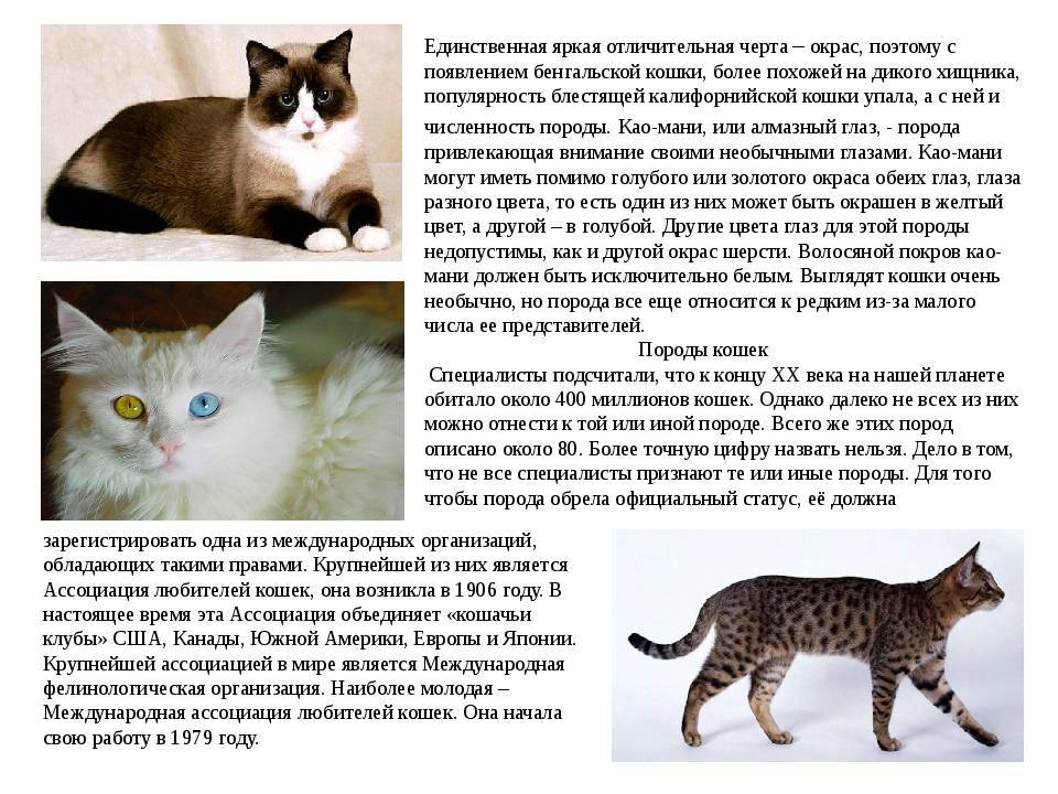 Анатолийская кошка: особенности животных этой турецкой породы, их характер, повадки и требования к уходу