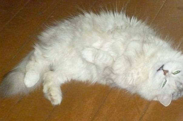 Рвота у кошки белой пеной: причины и первая помощь