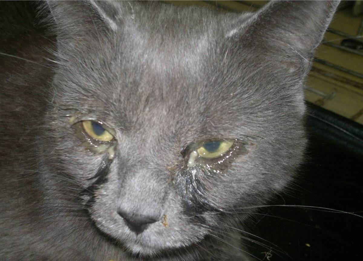 Выделения из глаз у котенка: коричневые, черные, гнойные
