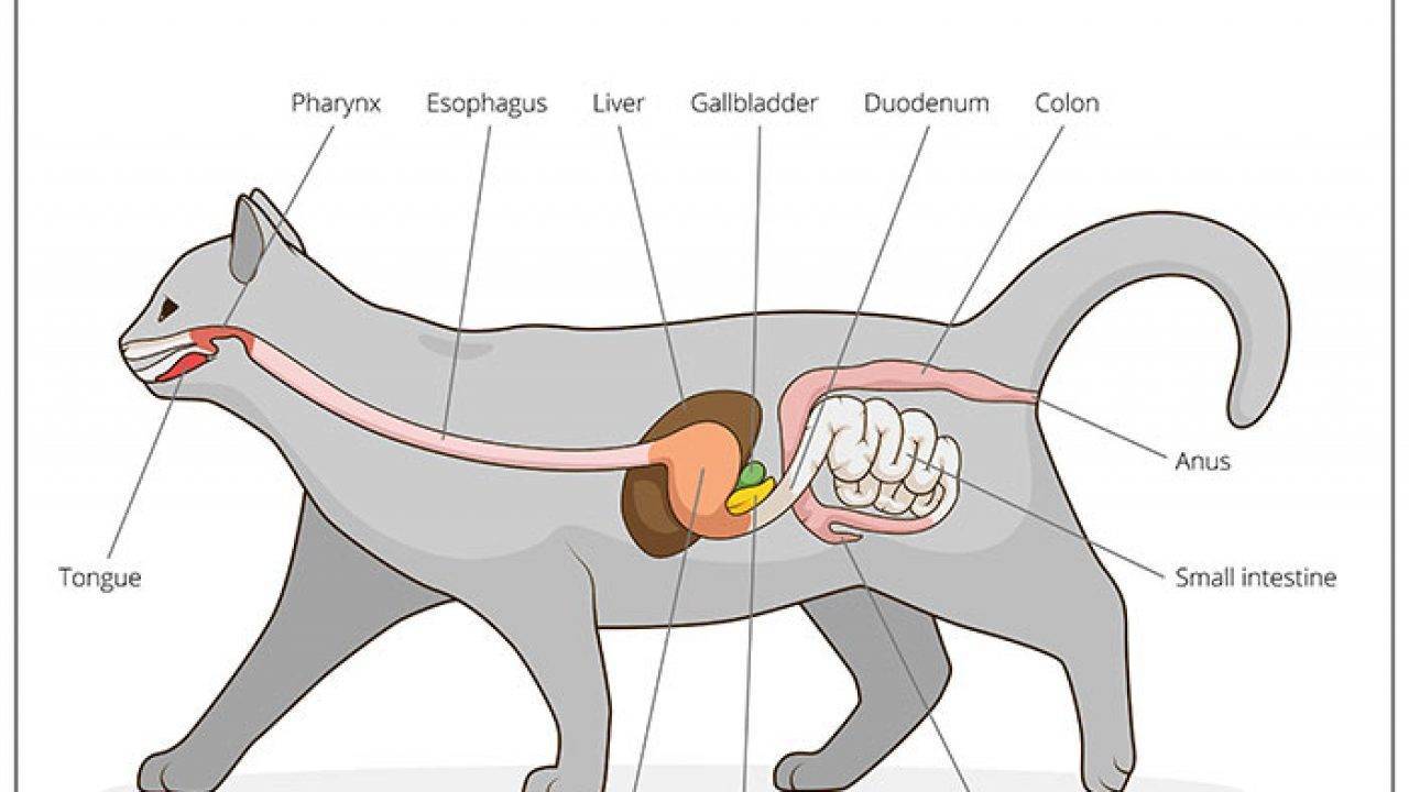 Строение и функции хвоста у кошек: где находится и для чего необходим
