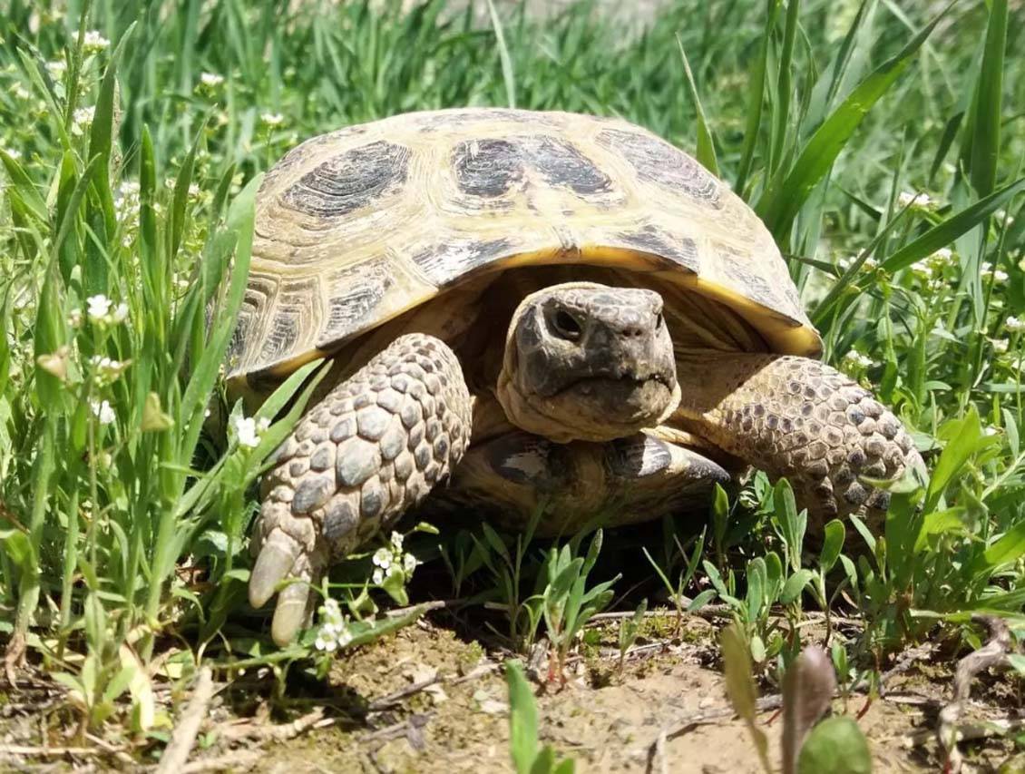 Среднеазиатская черепаха — содержание, уход | veterinar-info