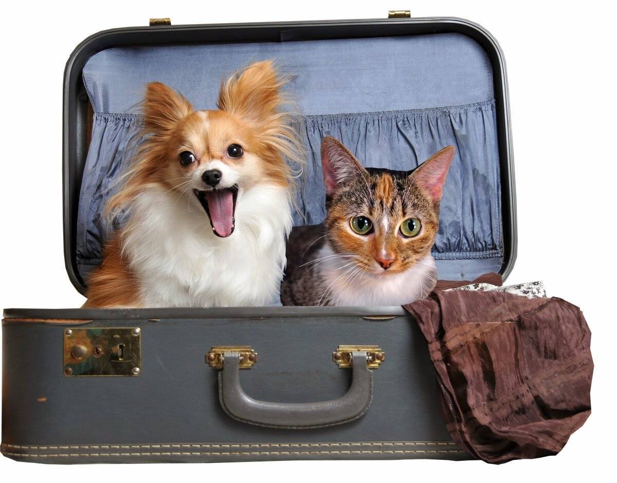 Где оставить собаку на время отпуска: передержка и другие варианты