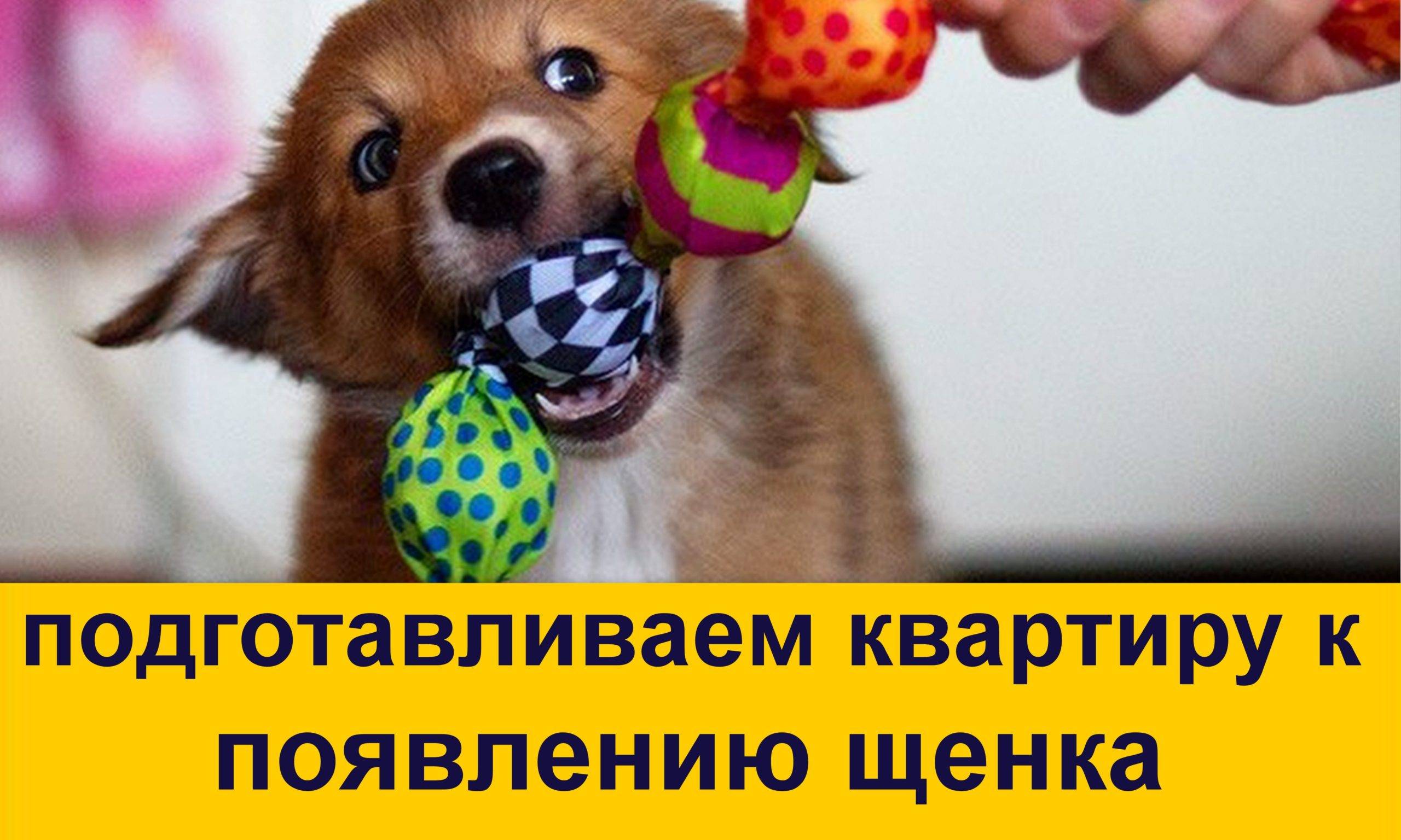 ᐉ алиментный щенок: что это такое, что это значит и как правильно выбрать - kcc-zoo.ru