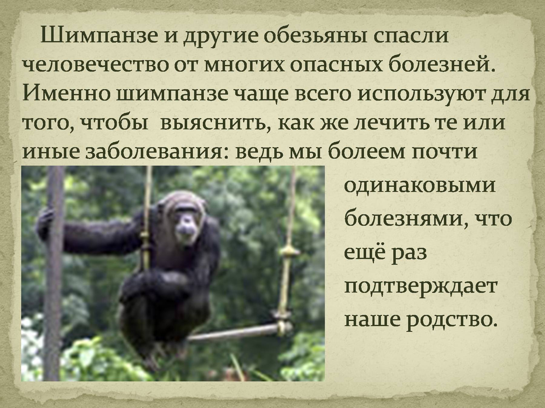 Гиббоны: места обитания, виды, фото, особенности человекообразных обезьян