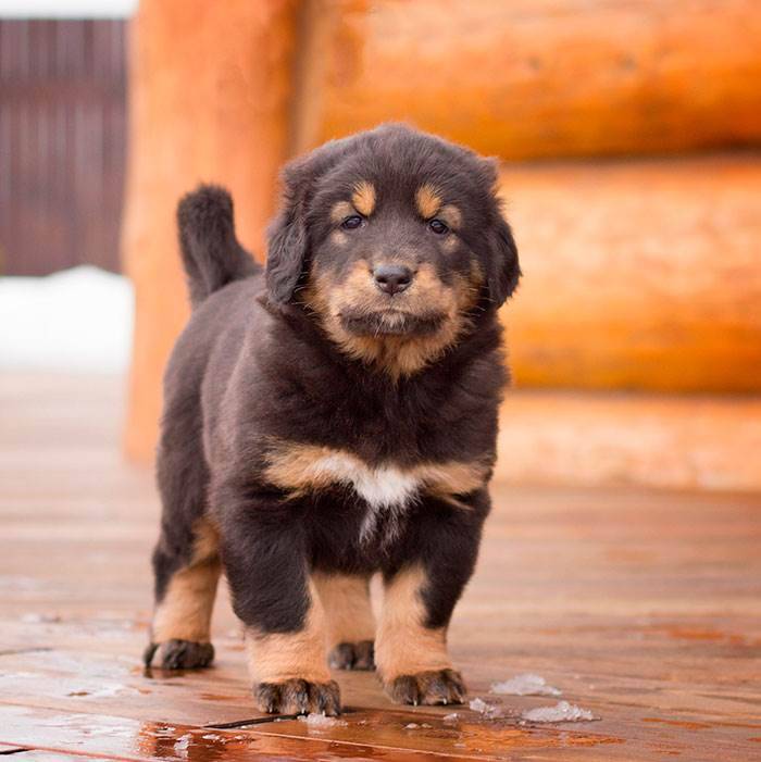 Монгольская овчарка: стандарт породы, внешний вид собаки с фото, уход за банхаром