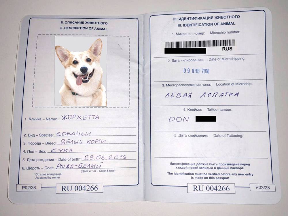 ᐉ как правильно заполнить ветпаспорт собаки? - zoomanji.ru