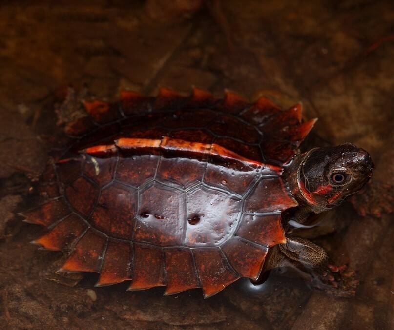 Семейство морские черепахи (cheloniidae) - все о черепахах и для черепах