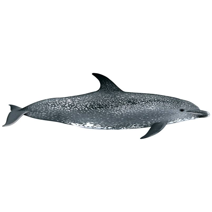 Дельфины: виды, фото, описание, образ жизни, общение