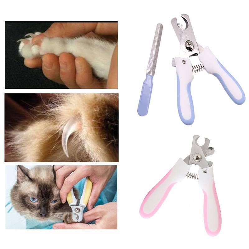 Как подстричь когти кошке в домашних условиях – как это делала я, и как это должны делать вы