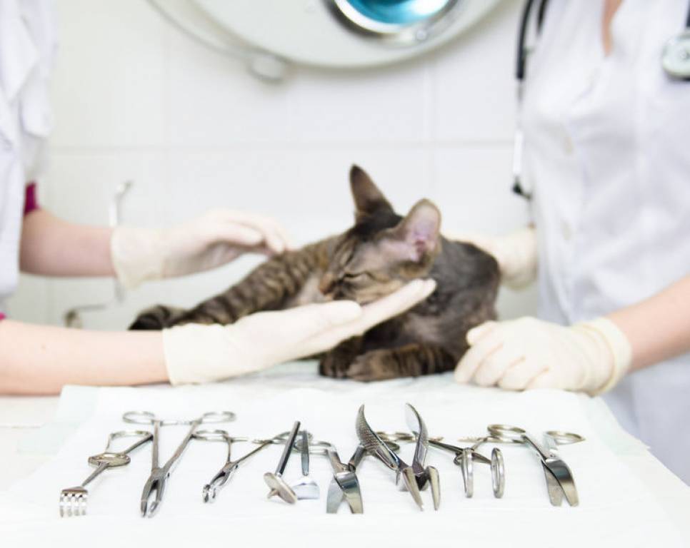 Кот после кастрации: как ухаживать за животным в первые дни, когда его можно кормить и мыть? - kotiko.ru