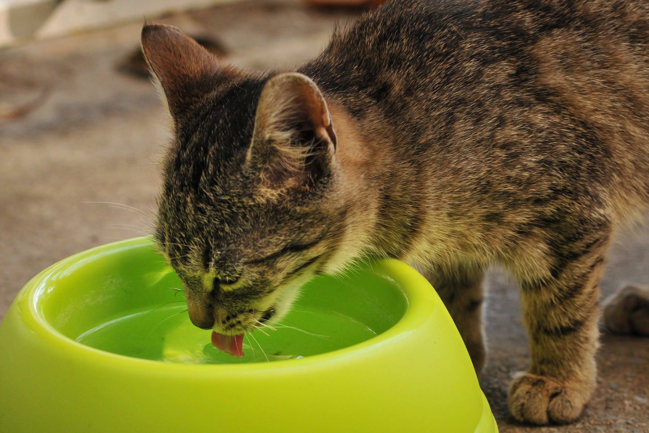 7 способов заставить кота пить воду