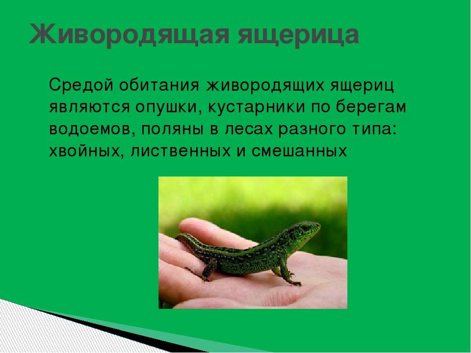 Виды ящериц. описание, особенности, среда обитания и названия видов ящериц | животный мир
