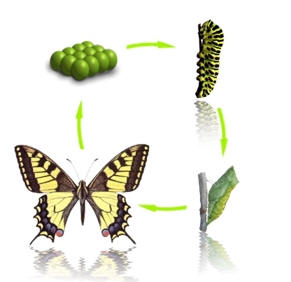 Характеристики бабочки монарха, среда обитания, миграция, жизненный цикл / биология | thpanorama - сделайте себя лучше уже сегодня!