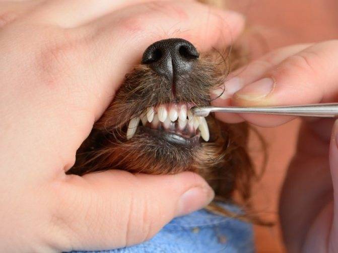 Зубной камень у собак: причины, лечение и профилактика