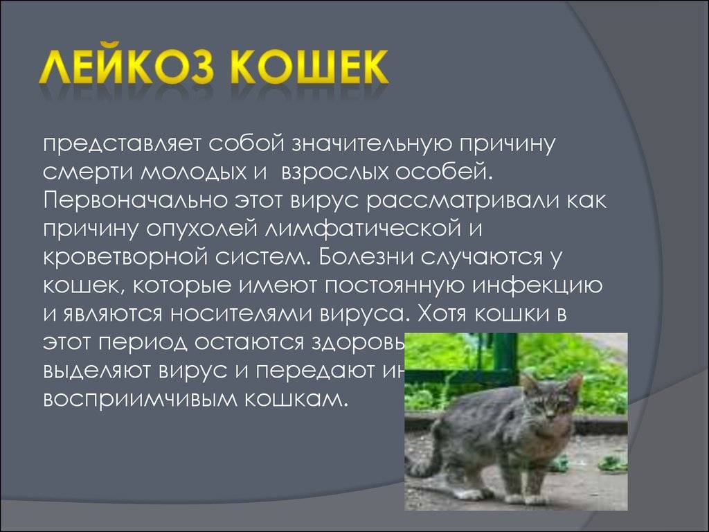 Иммунодефицит у кошек: как передается, симптомы, анализы на вирус, лейкоз, лечение - блог о животных - zoo-pet.ru