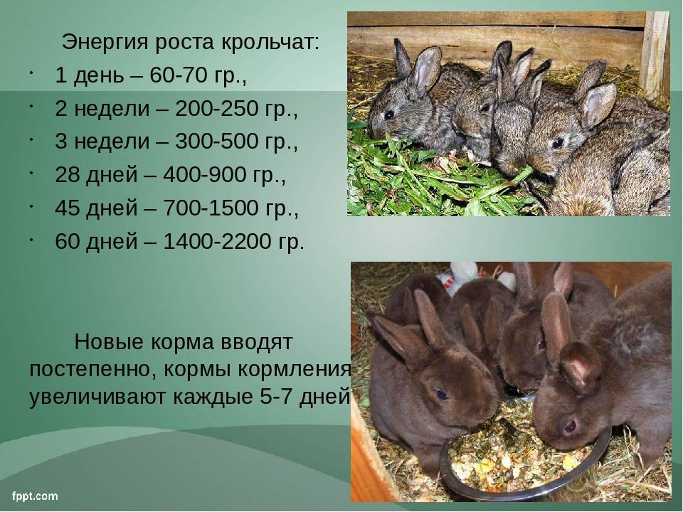 Домашний кролик: сколько живут, как продлить срок жизни?