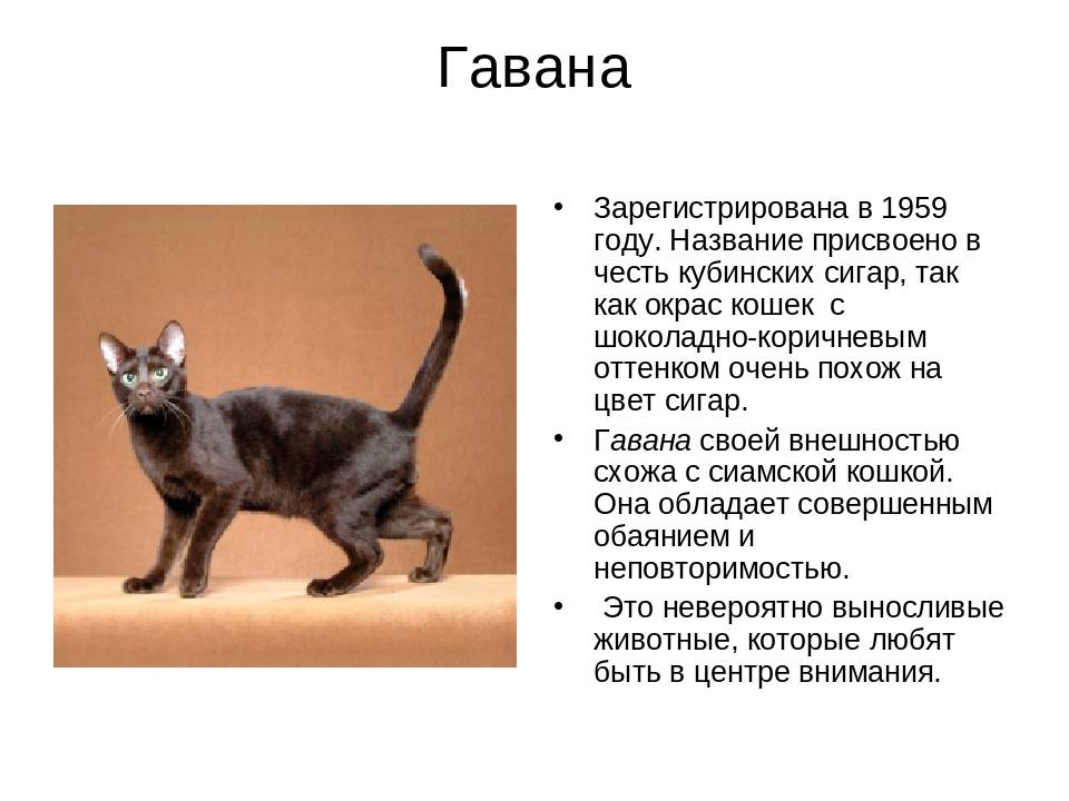 Анатолийская кошка: фото, описание породы, уход, характер и поведение