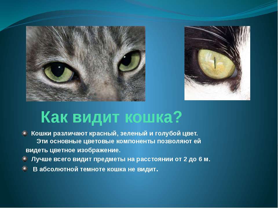 Как видят кошки наш мир, а также особенности глаз и зрения с фото
