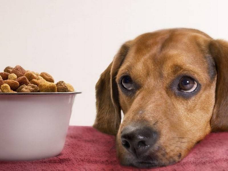 Собака плохо ест: причины, почему, когда стоит беспокоиться