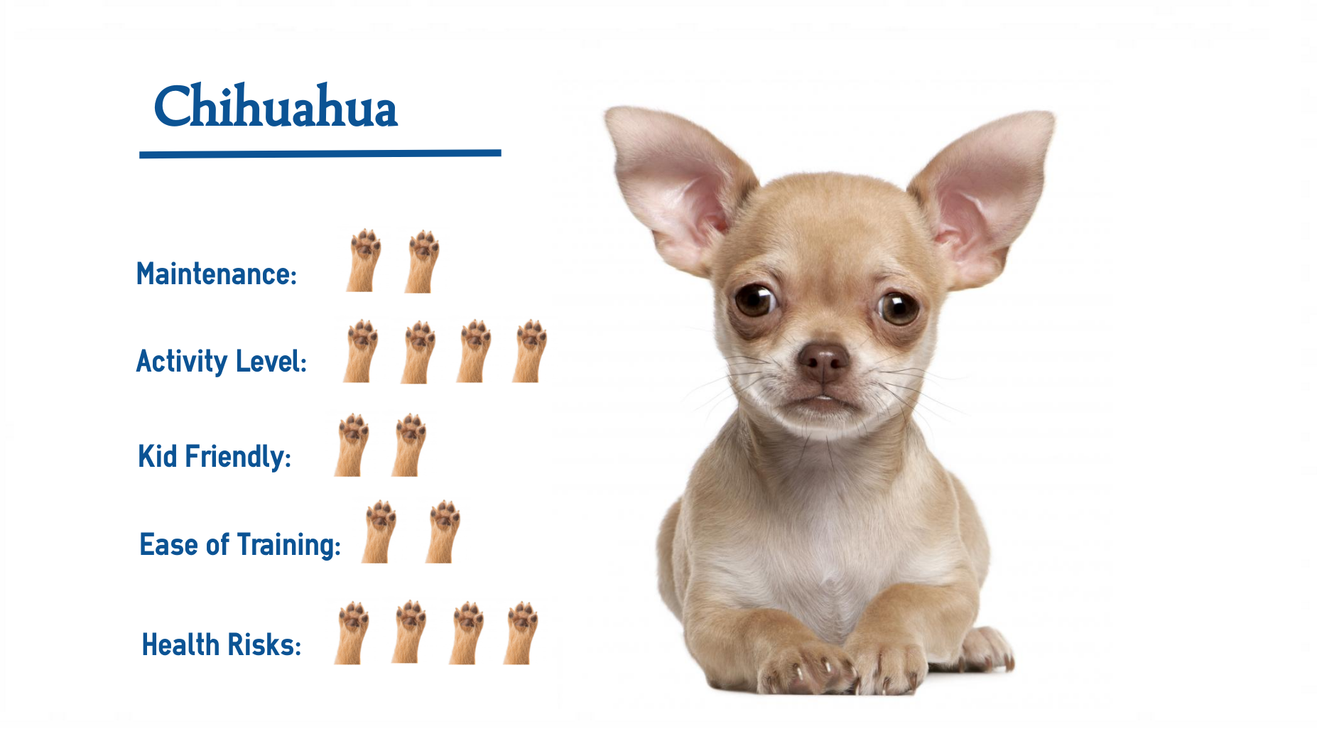 Мини чихуахуа: внешний вид, советы по выбору щенка, содержание, уход, здоровье (+ фото) | ваши питомцы