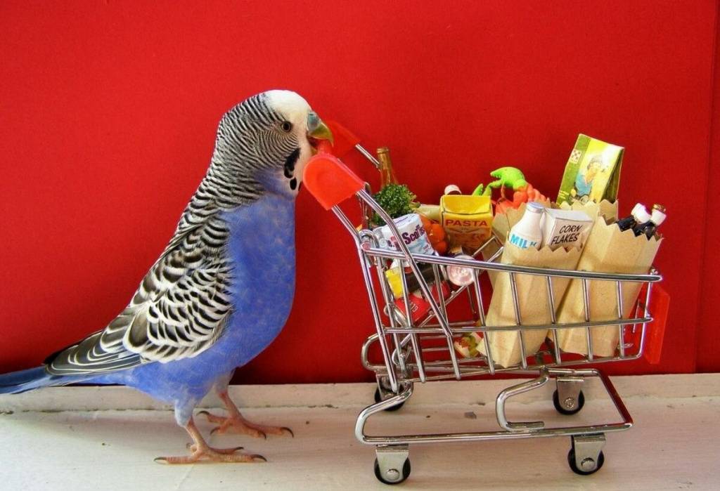 Как дрессировать волнистого попугая в домашних условиях