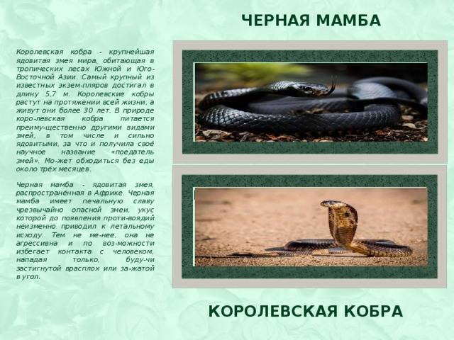 Какая самая ядовитая змея в мире 1, название, фото, видео