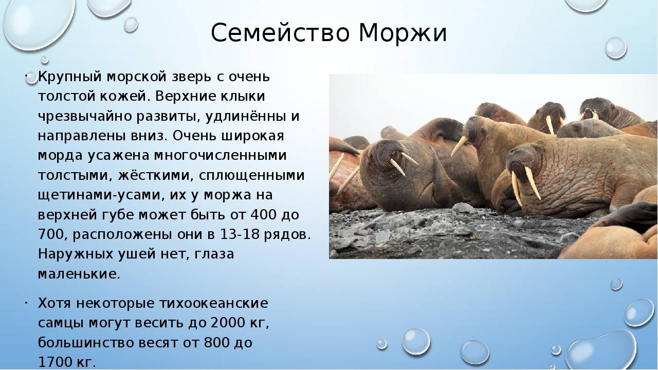 Животное морж: как выглядит, его повадки, где живет, видео, фото