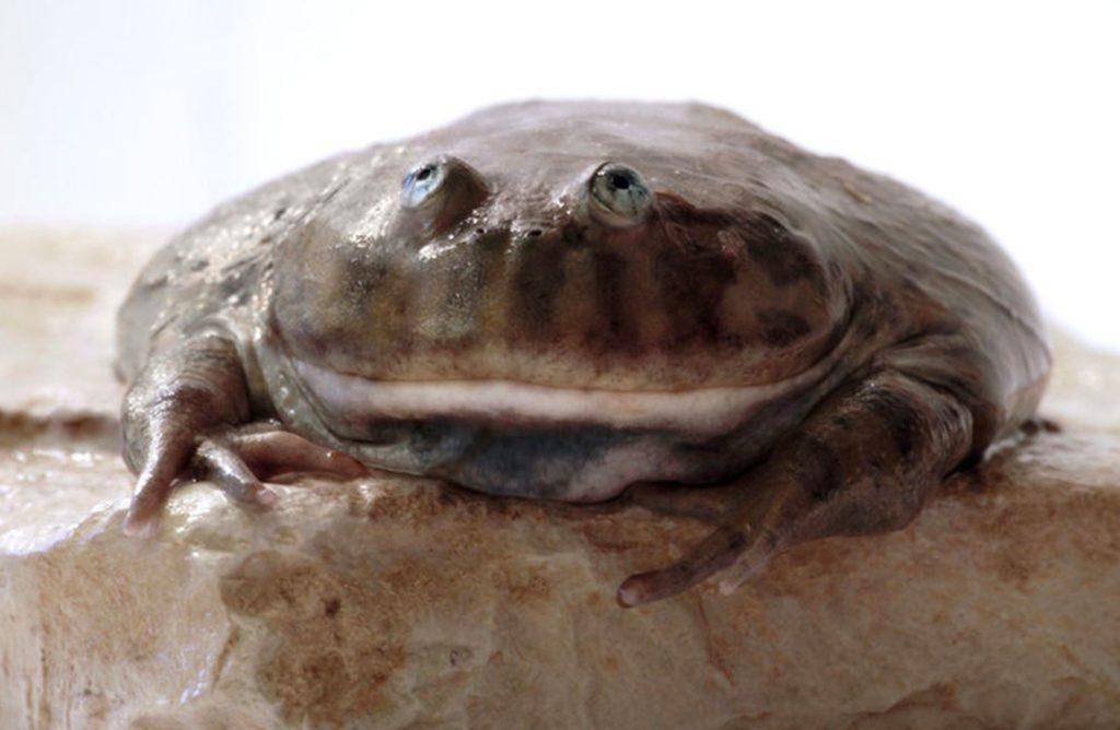 Лягушка баджита » жаба кваба
