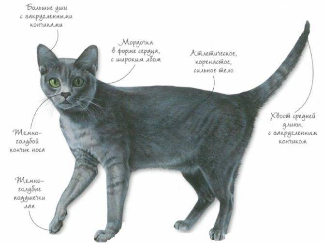 Подробный обзор котов с косыми глазами и описание их внешнего вида