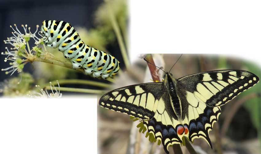 Разведение бабочек в домашних условиях: что нужно знать, особенности разведения, советы начинающим